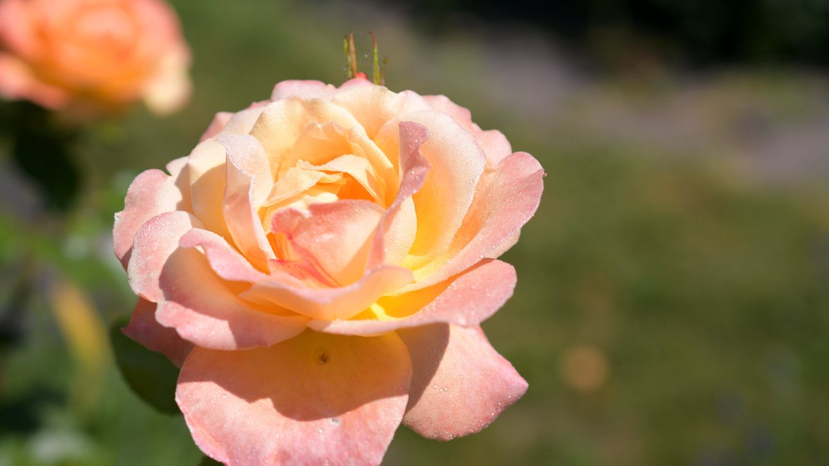 Fotosession Rosen im&nbsp;Garten