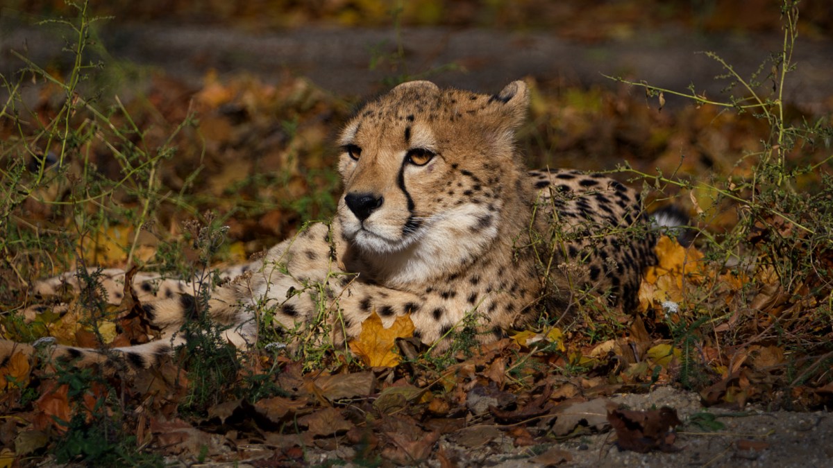 Tiergarten Schönbrunn 20211110